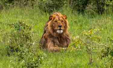 Kenya Safari Tour