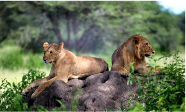 Tanzania Wildlife Safari