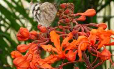 o butterfly