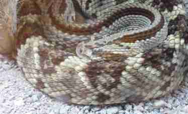 o serpentarium