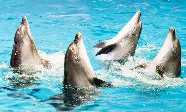 Dolphin & Seal Show Dubai – Entrance TIcket