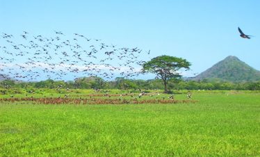 Palo Verde Boat Tour & Lunch – Cipancí